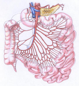 bowel
