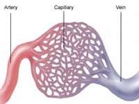 Magnets and the Body