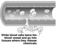 Magnets and the Body