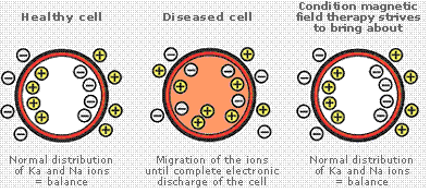Magnets and the Body's Cells